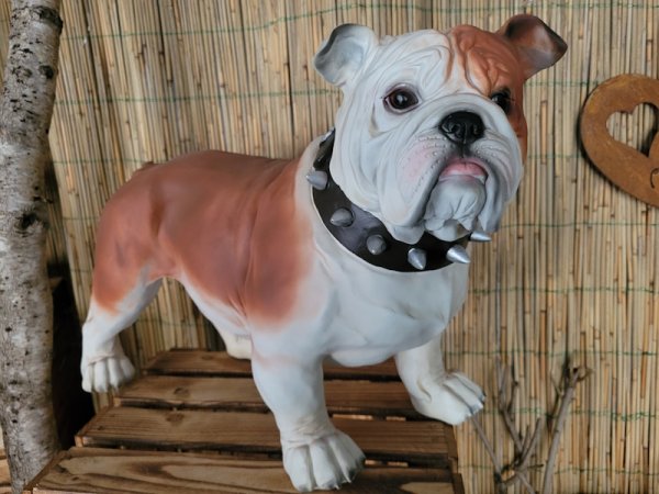 Engl. Bulldogge, stehend
